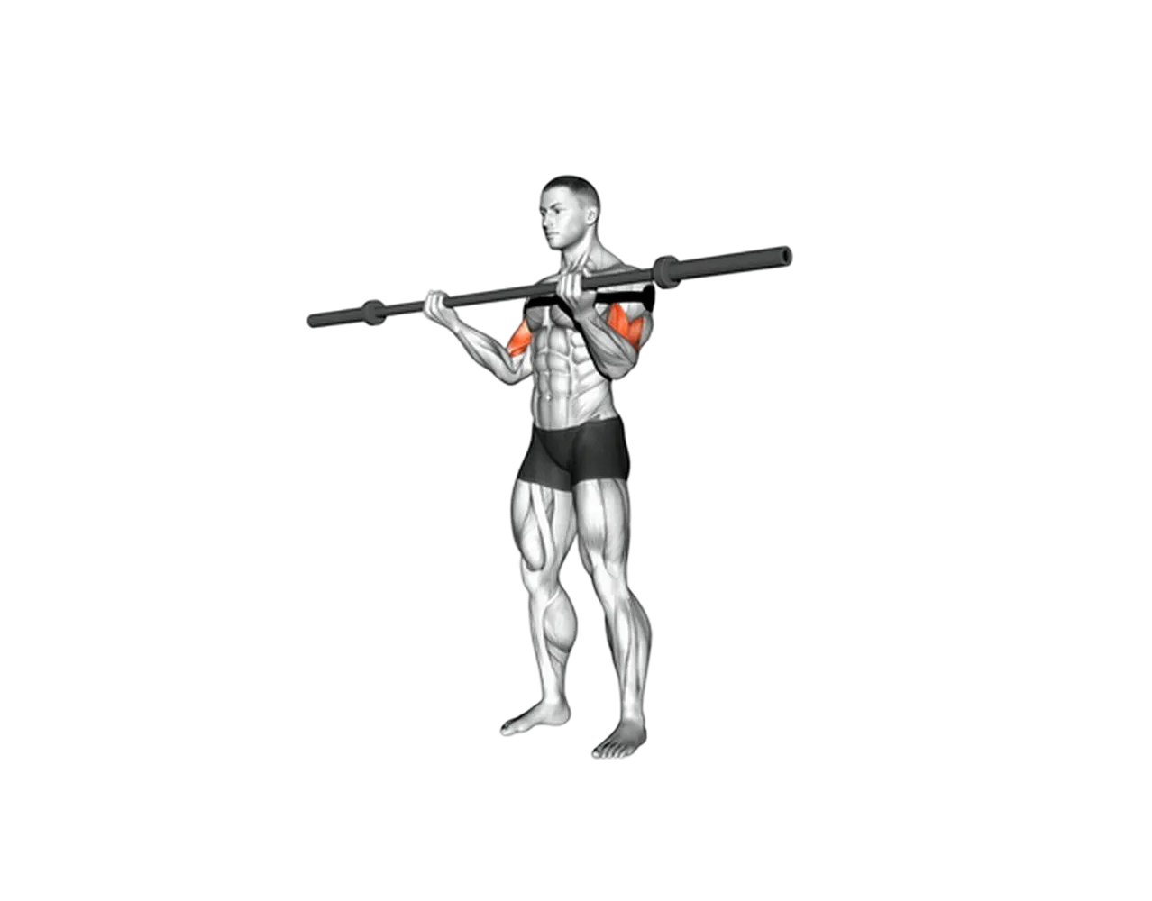 Barbell curl