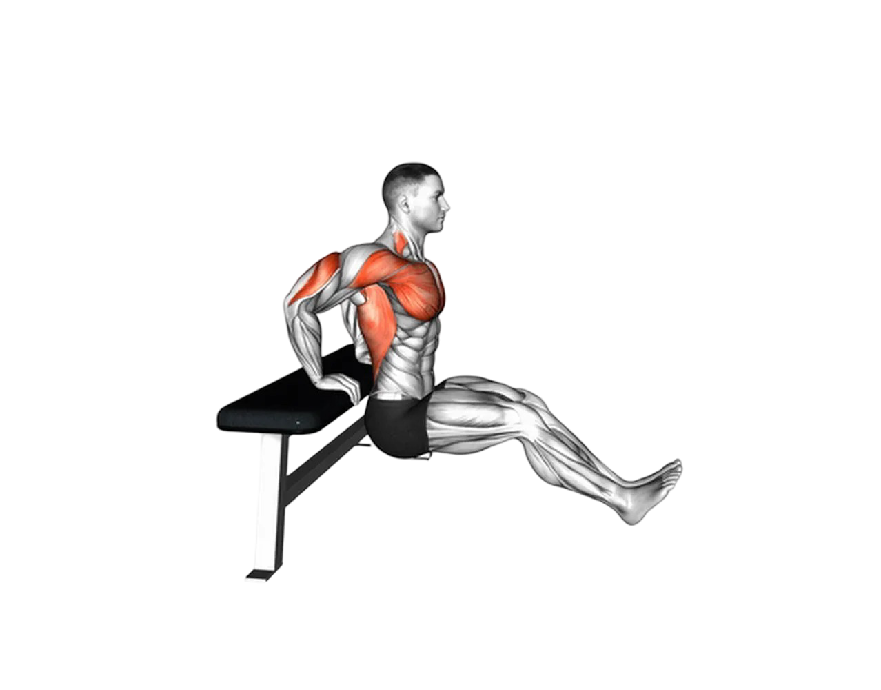 Bench dips