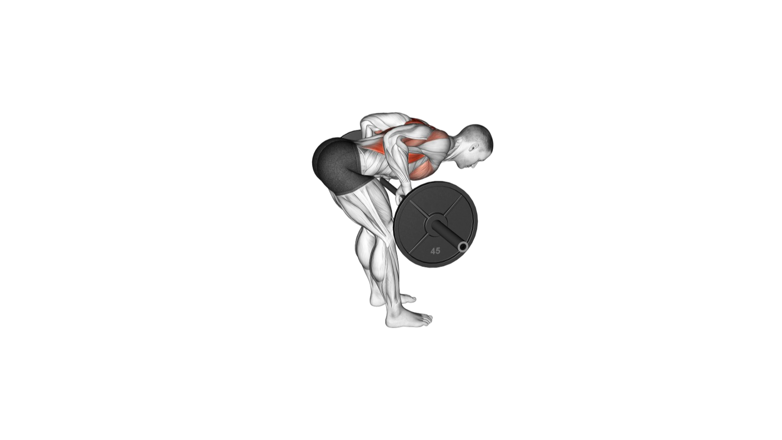 Barbell bent-over row