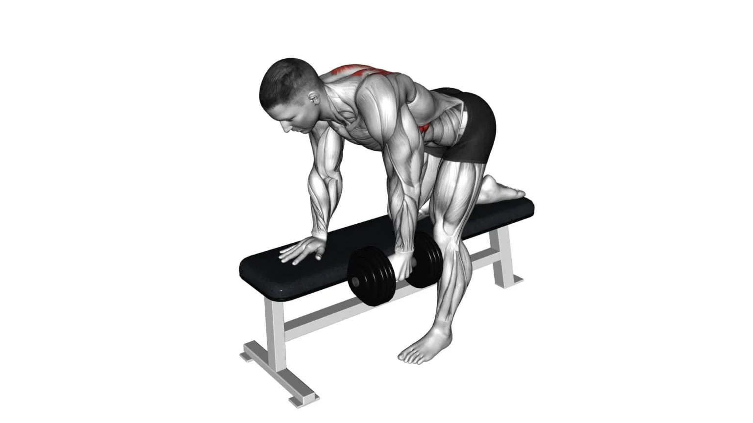 Dumbbell single-arm row