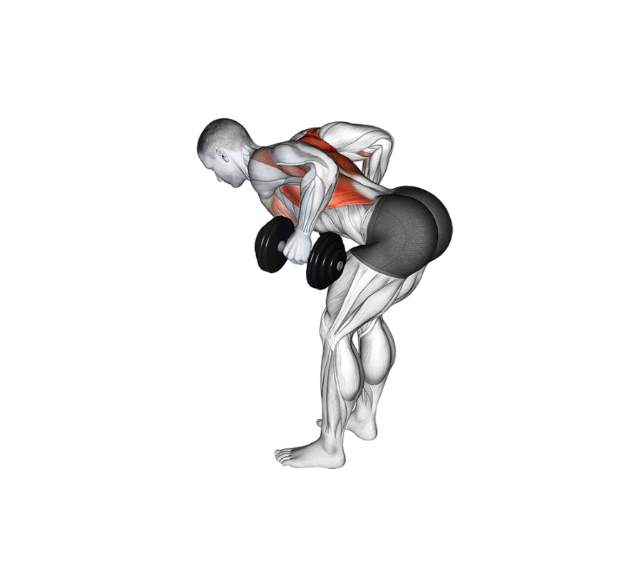 Dumbbell bent-over row