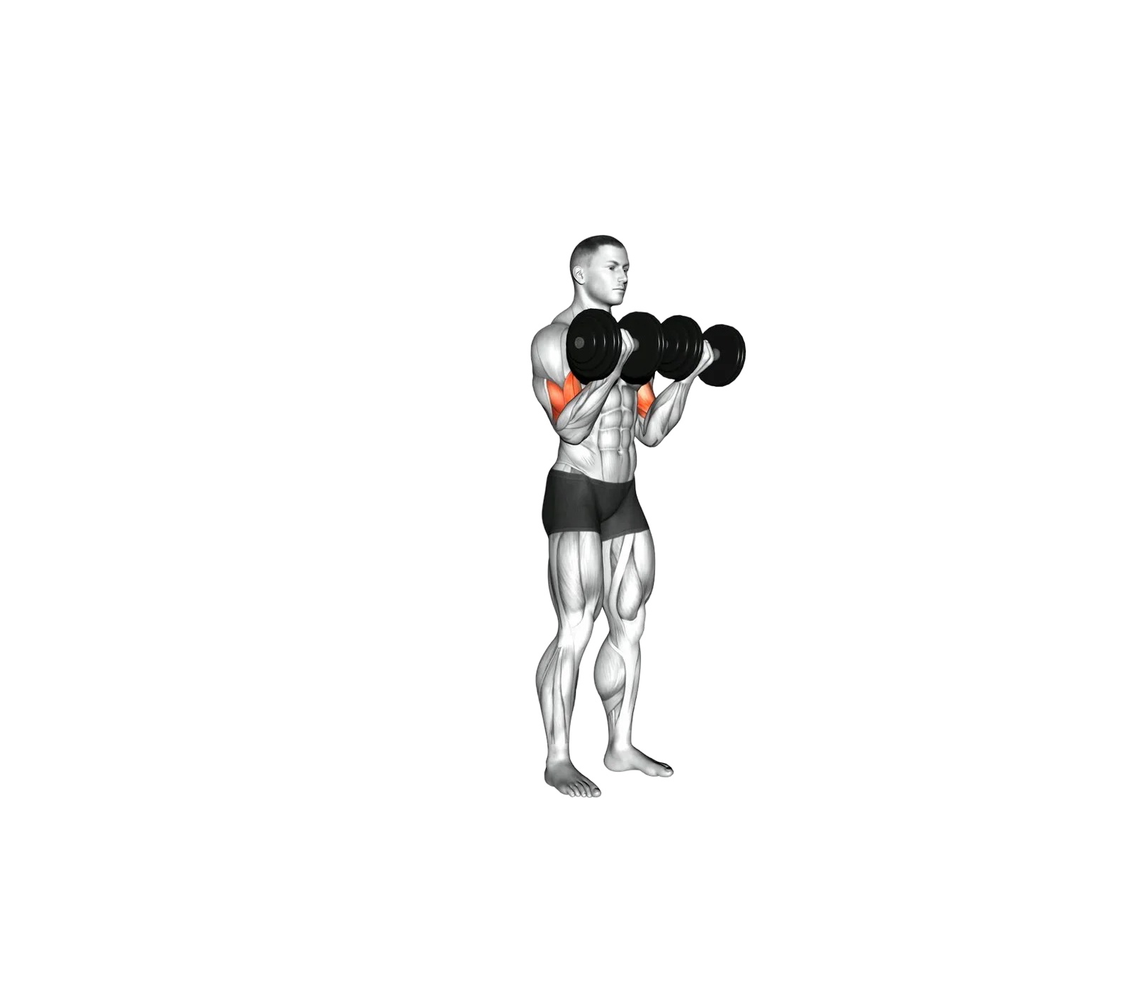 Dumbbell curl