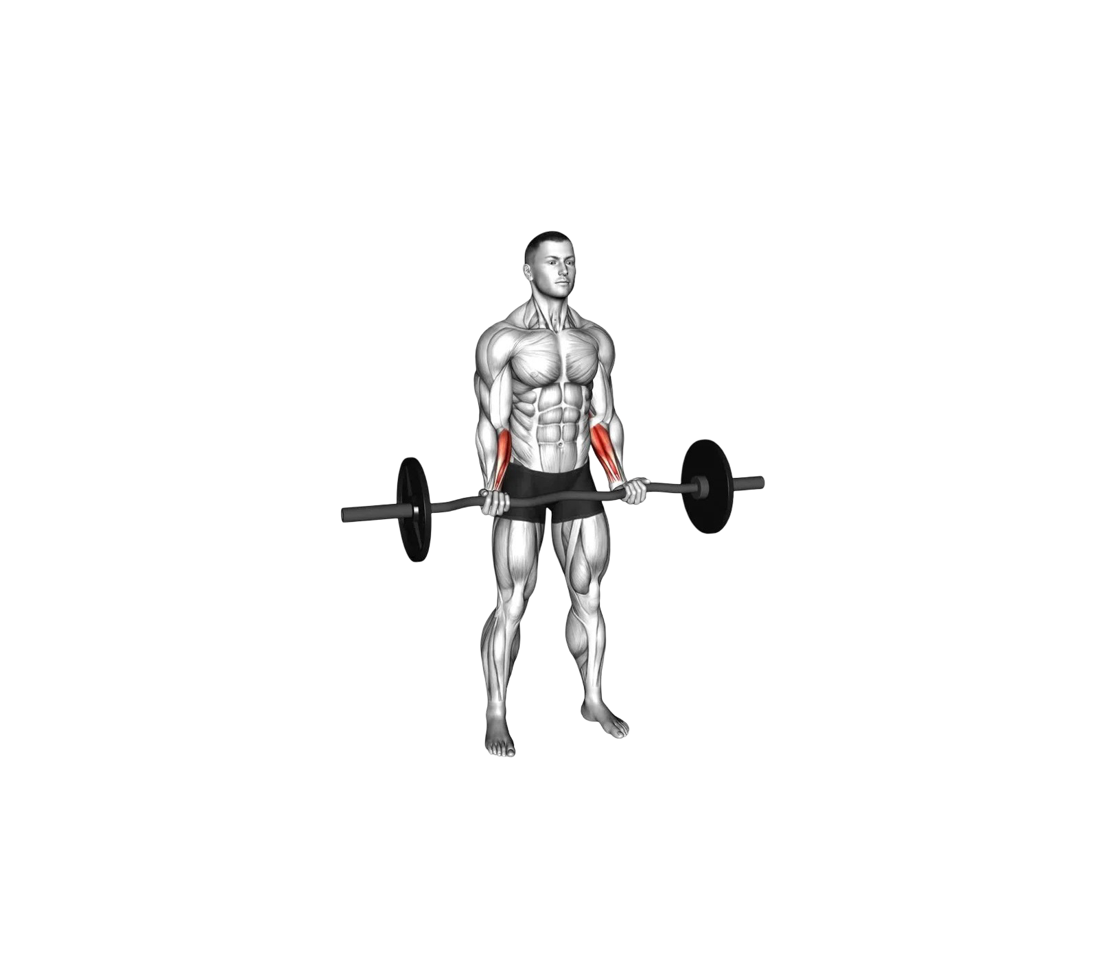 EZ bar curl