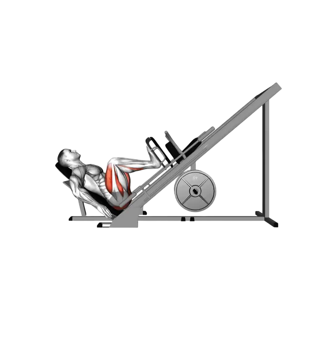 Leg press 45