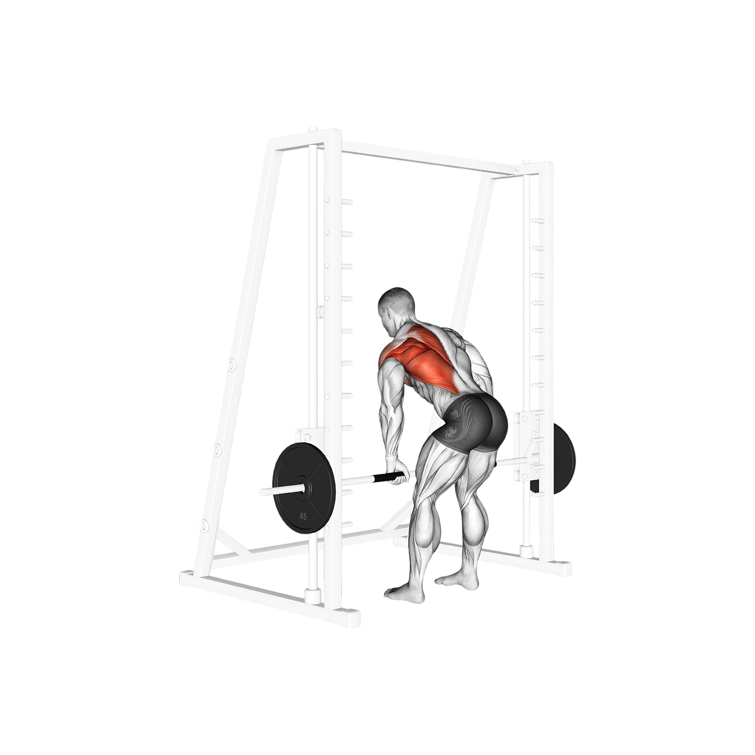 Smith machine row